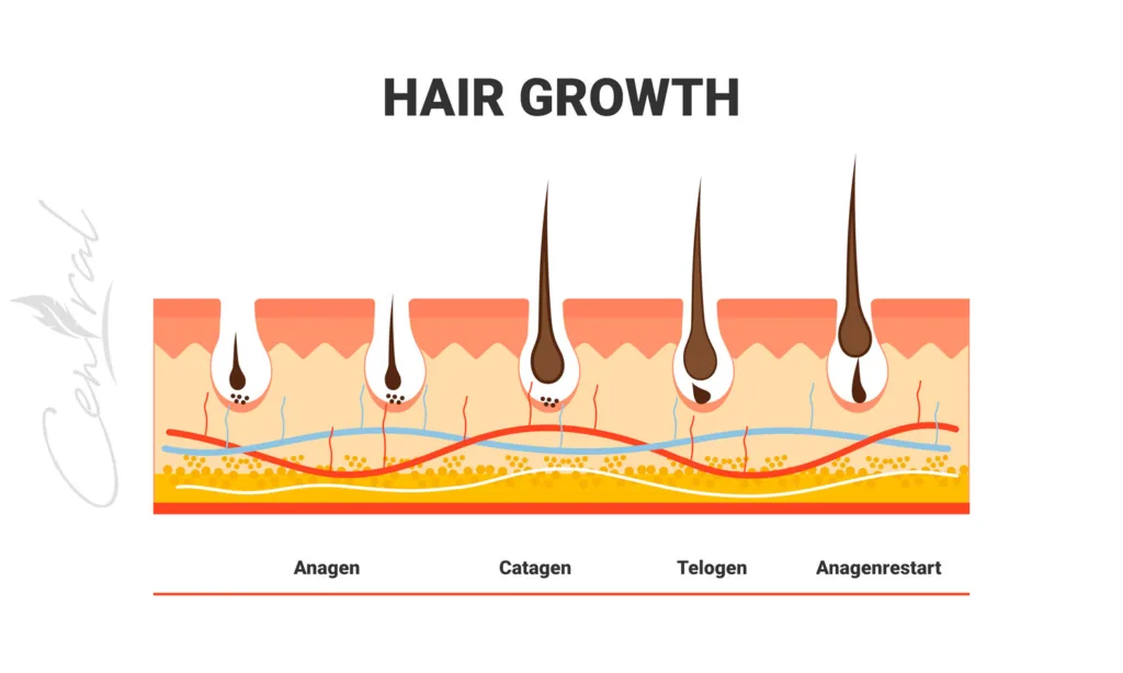 Hair Growth